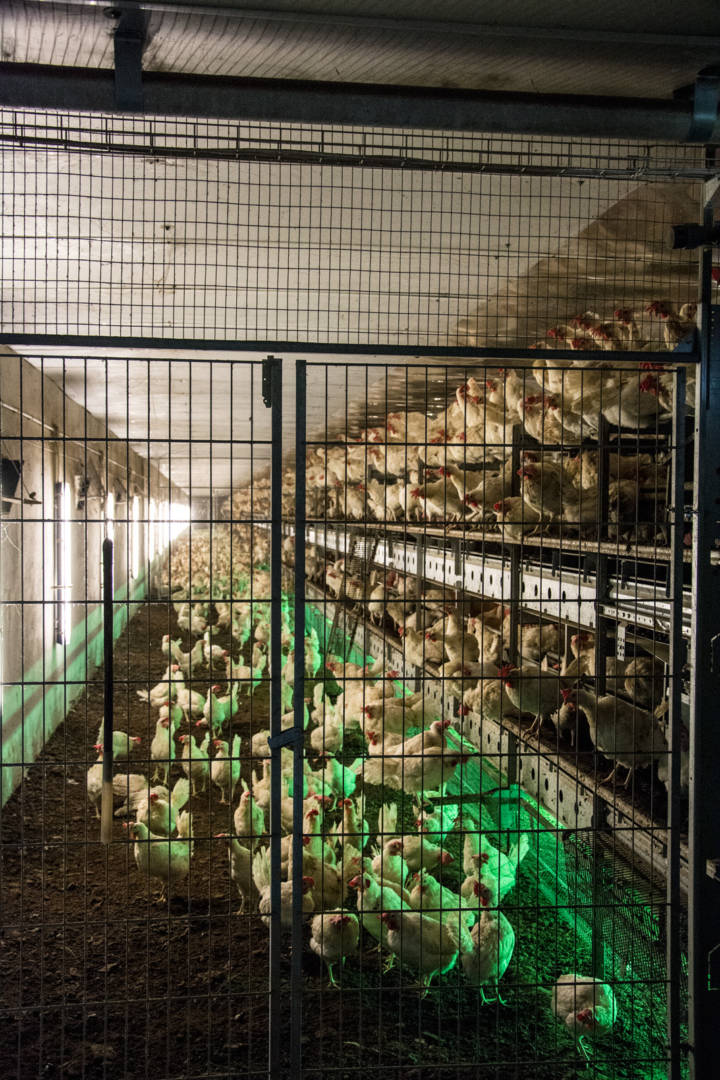 Závěsný podhled z izolačních desek termPIR AGRO P — | BOKKA — zdjęcie 1